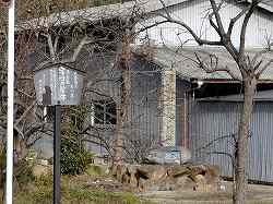 20050128yositsune (3).jpg